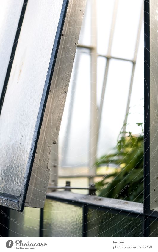 Schräg Gewächshaus Fenster Fensterrahmen Rahmen Glas Metall hell grün weiß offen Neigung Licht Einblick Farbfoto Gedeckte Farben Außenaufnahme Nahaufnahme Tag