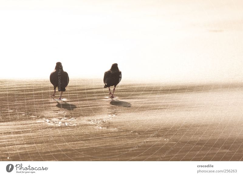 New Zealand 173 Umwelt Schönes Wetter Küste Strand Insel Neuseeland Tier Wildtier Vogel Austernfischer 2 Tierpaar loyal Sympathie Freundschaft Zusammensein