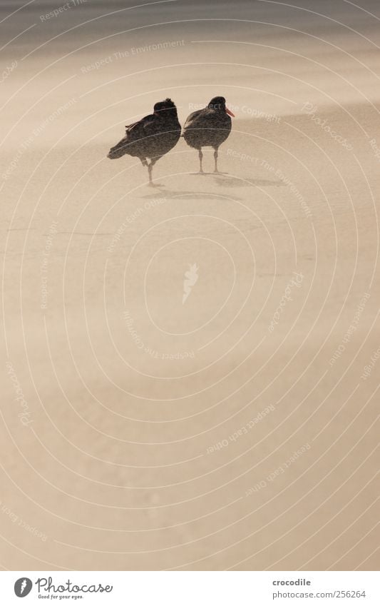 New Zealand 174 Umwelt Schönes Wetter Küste Strand Insel Neuseeland Tier Wildtier Vogel Austernfischer 2 Tierpaar loyal Sympathie Freundschaft Zusammensein