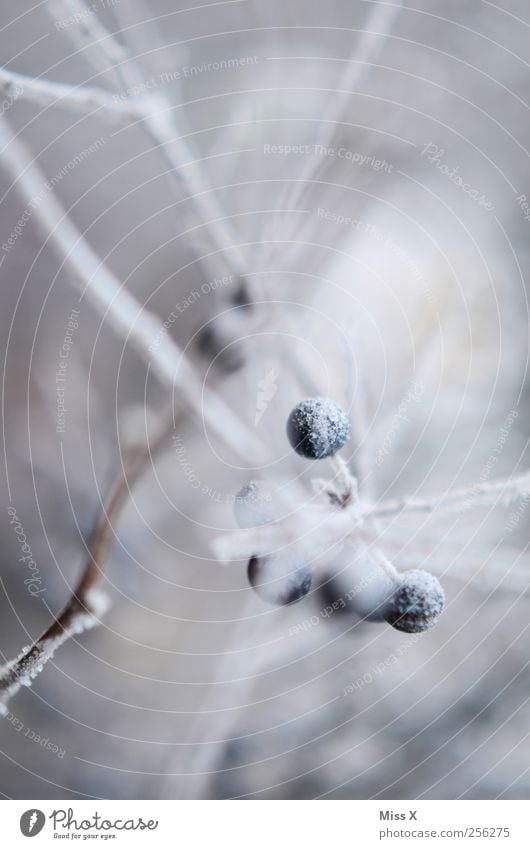 rauer Reif Lebensmittel Frucht Natur Pflanze Winter Eis Frost Schnee Sträucher kalt Raureif Schlehen Beeren gefroren Ast Zweig Farbfoto Gedeckte Farben