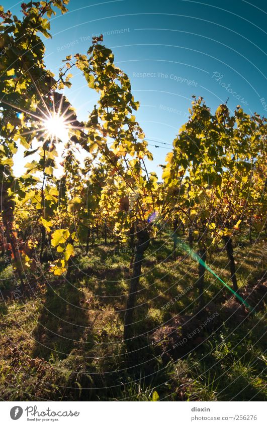 sonnengereift Sekt Prosecco Champagner Landwirtschaft Forstwirtschaft Weinbau Winzer Herbst Pflanze Nutzpflanze Weinberg leuchten Wachstum Natur Farbfoto