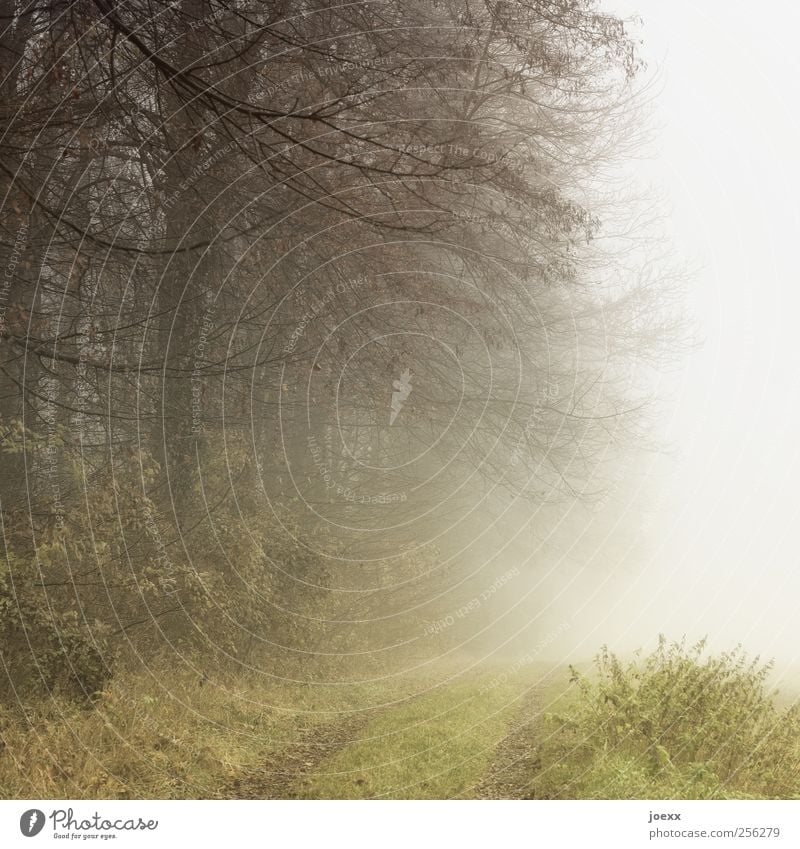 Leben rückwärts Natur Herbst Nebel Wald Wege & Pfade braun grau grün schwarz Farbfoto Gedeckte Farben Außenaufnahme Menschenleer Tag