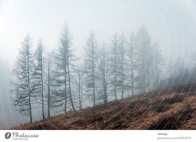 Wettervorhersage Umwelt Natur Landschaft Pflanze Luft Herbst Klima schlechtes Wetter Nebel Baum Wiese dunkel gruselig kalt Stimmung Wandel & Veränderung