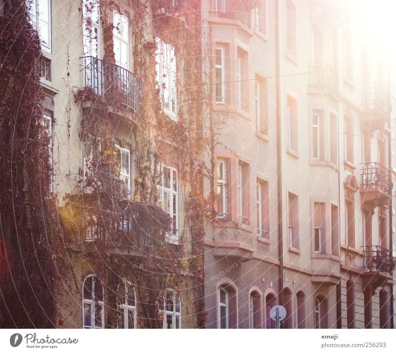 rosarot Haus Einfamilienhaus Mauer Wand Fassade Fenster Stadt Herbst Farbfoto Außenaufnahme Menschenleer Tag Licht Lichterscheinung Sonnenlicht Sonnenstrahlen