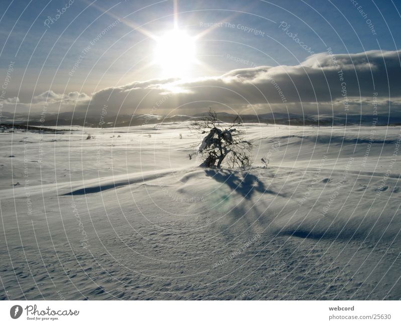 Baumgrenze Winter Skitour Gegenlicht Hardangervidda Norwegen Süd-Norwegen Berge u. Gebirge Schnee Wintertouren Winterzelten