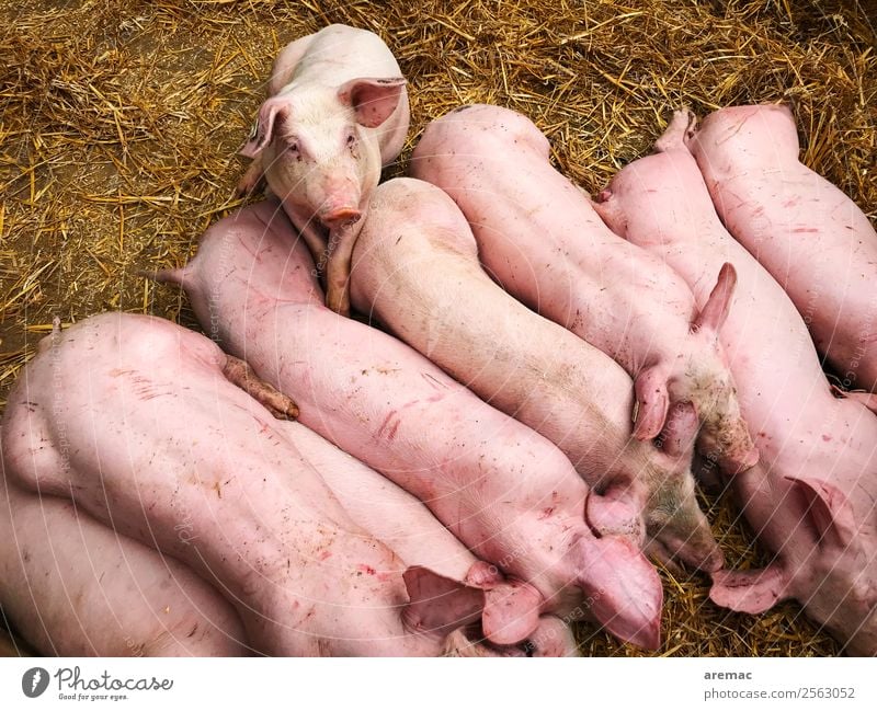 Schweine im Stall Tier Nutztier Heu Stroh Tiergruppe Fressen füttern rosa Fleisch Bauernhof Tierzucht Farbfoto Außenaufnahme Luftaufnahme Tag Tierporträt