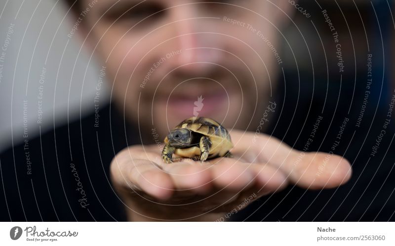 Frisch geschlüpft Tier Haustier Tiergesicht Schuppen Schildkröte 1 Schleife Schutzschild Glück Zufriedenheit Lebensfreude Vertrauen Sicherheit Geborgenheit