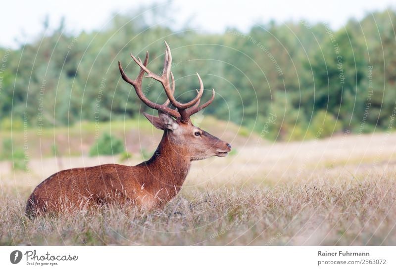 ein Rothirsch sitzt auf einer Lichtung im Wald Jagd Tier Wildtier "Rotwild Hirsch Cervus elaphus" 1 beobachten warten Natur "Wald Wiese Ruhe" Farbfoto