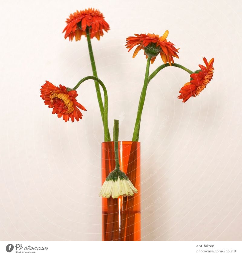 Vergänglichkeit Pflanze Sommer Herbst Blume Blatt Blüte Gerbera Astern Blütenblatt Blütenstiel Blütenkelch Dekoration & Verzierung Blumenstrauß Blumenvase Vase