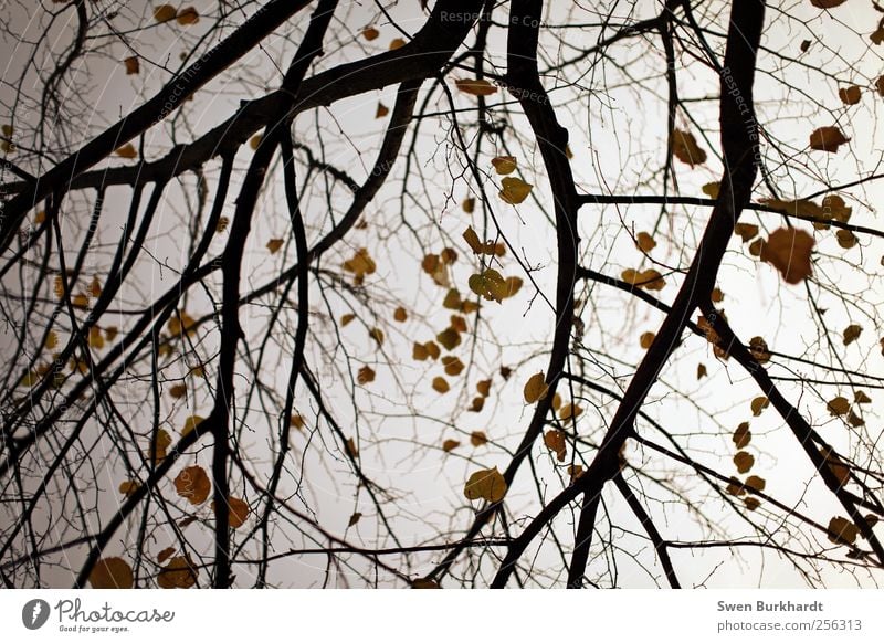 gib mir eine letzte Chance Umwelt Natur Pflanze Luft Himmel Herbst Winter Klima Wetter Dürre Baum Blatt Wildpflanze Garten Park einfach kalt natürlich trocken