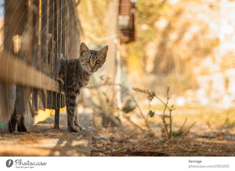 Durch den Zaun Tier Haustier Katze Tiergesicht Fell Krallen Pfote Fährte 1 beobachten Bewegung Spielen streichen Katzenauge Farbfoto Gedeckte Farben mehrfarbig