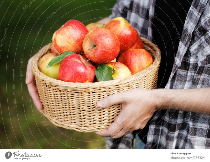 Apfelernte Garten Gartenarbeit Außenaufnahme Herbst Weidenkorb Lebensmittel Halt Hand Ernte Frucht reif rot satt Korb