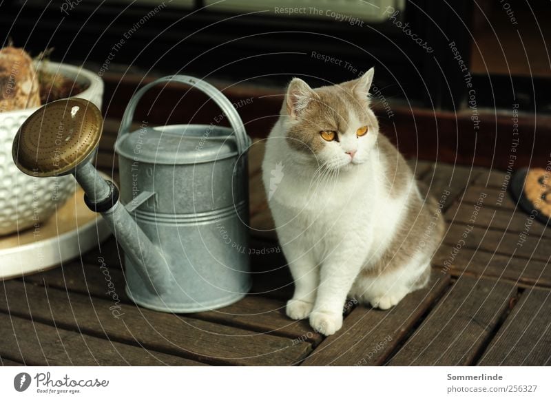 Mich kümmert nichts Häusliches Leben Wohnung Terrasse Sommer Tier Haustier Katze Gießkanne Blick warten Gelassenheit ruhig Neugier Interesse Fernweh rein orange