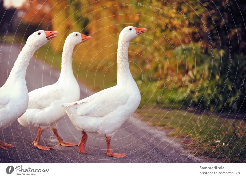 Gänsemarsch wandern Umwelt Natur Sommer Herbst Landweg Gras Straßenverkehr Fußgänger Wege & Pfade Haustier Nutztier Flügel Gans Tiergruppe Tierfamilie gehen