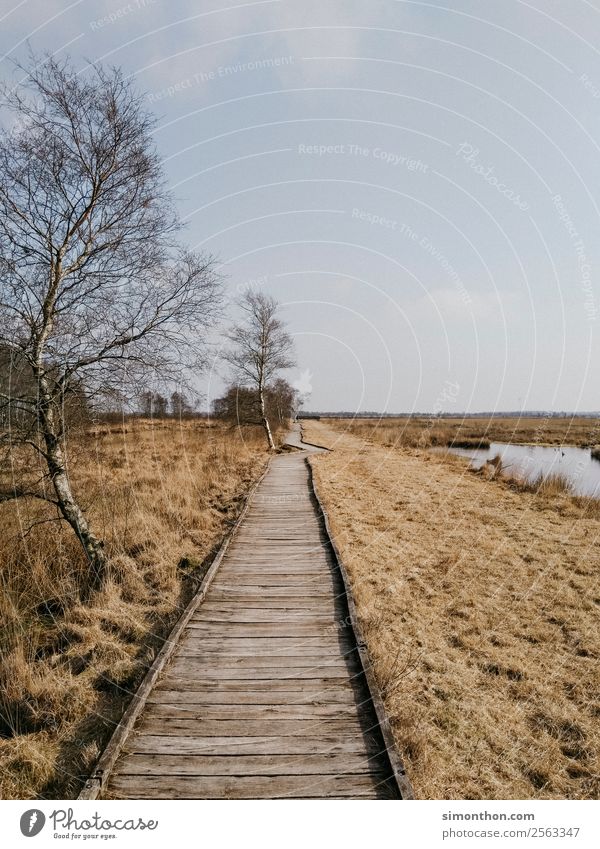 Holzweg Umwelt Natur Landschaft Pflanze Klima Klimawandel Wetter Topfpflanze Seeufer Flussufer Moor Sumpf Teich Bach natürlich Sicherheit stagnierend