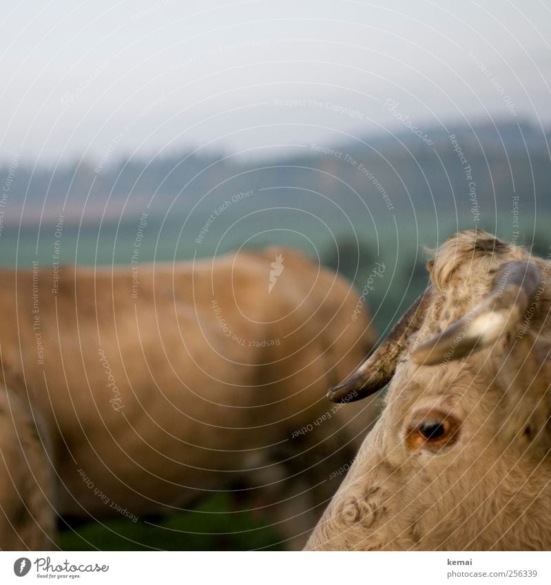 Ungleichheiten II Natur Landschaft Herbst Wiese Feld Weide Viehweide Tier Nutztier Kuh Tiergesicht Fell Horn Auge Wimpern Rind 2 Blick stehen braun krumm