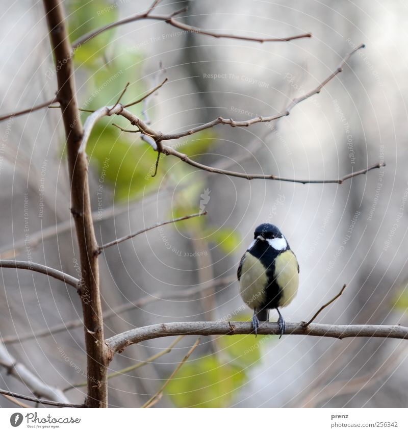 meise Tier Wildtier Vogel 1 grau grün Natur Zweige u. Äste Meisen Singvögel Farbfoto Außenaufnahme Menschenleer Textfreiraum oben Morgen Schwache Tiefenschärfe