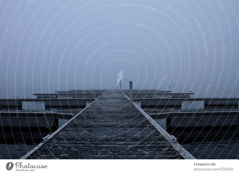 Vogelklo im Nebel Landschaft Wasser Herbst schlechtes Wetter Seeufer Hafen Tiergruppe Holz grau Nebelstimmung Farbfoto Außenaufnahme Morgen Zentralperspektive