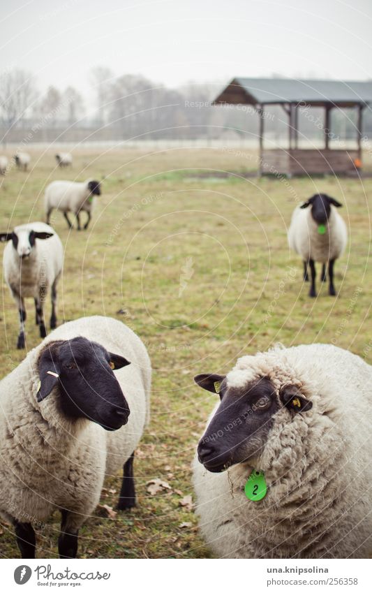 schäfchen zählen... Umwelt Natur Pflanze Tier schlechtes Wetter Nebel Wiese Feld Weide Nutztier Schaf Herde beobachten stehen Zusammensein natürlich rund grün