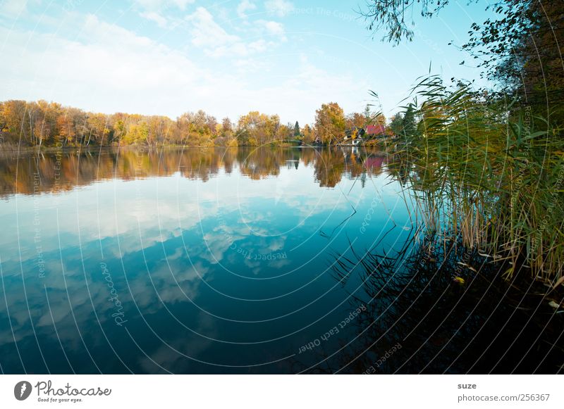 Draußen am See Umwelt Natur Landschaft Pflanze Urelemente Wasser Himmel Wolken Sommer Herbst Klima Wetter Schönes Wetter Schilfrohr Seeufer blau Idylle