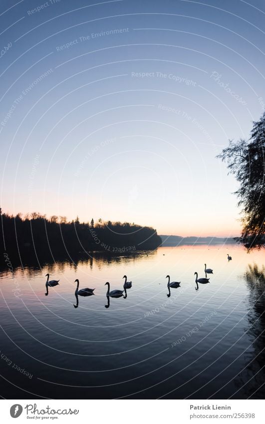 Black swans Umwelt Natur Landschaft Tier Urelemente Luft Wasser Himmel Wolkenloser Himmel Sonnenaufgang Sonnenuntergang Herbst Winter Wetter Schönes Wetter Wald