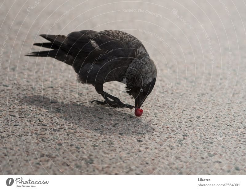 Der Rabe Kirschendieb Frucht Essen Natur Tier Sommer Straße Wildtier Vogel Flügel Rabenvögel Krähe 1 frech frei Neugier wild schwarz klug Appetit & Hunger