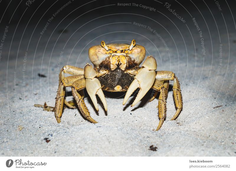 Large orange yellow crab in the night at the beach Sommer Strand Insel Natur Sand Tier Tiergesicht 1 elegant gruselig braun gelb Tapferkeit Kraft Willensstärke