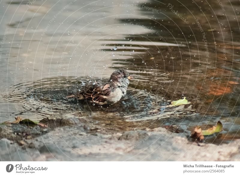 Badender Spatz Schwimmbad Schwimmen & Baden Natur Tier Wasser Wassertropfen Sonnenlicht Schönes Wetter Teich See Wildtier Vogel Tiergesicht Flügel