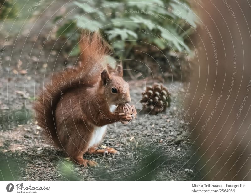 Eichhörnchen mit Walnuss Frucht Natur Tier Sonne Sonnenlicht Schönes Wetter Pflanze Baum Wildpflanze Tannenzapfen Wald Wildtier Tiergesicht Fell Krallen Pfote