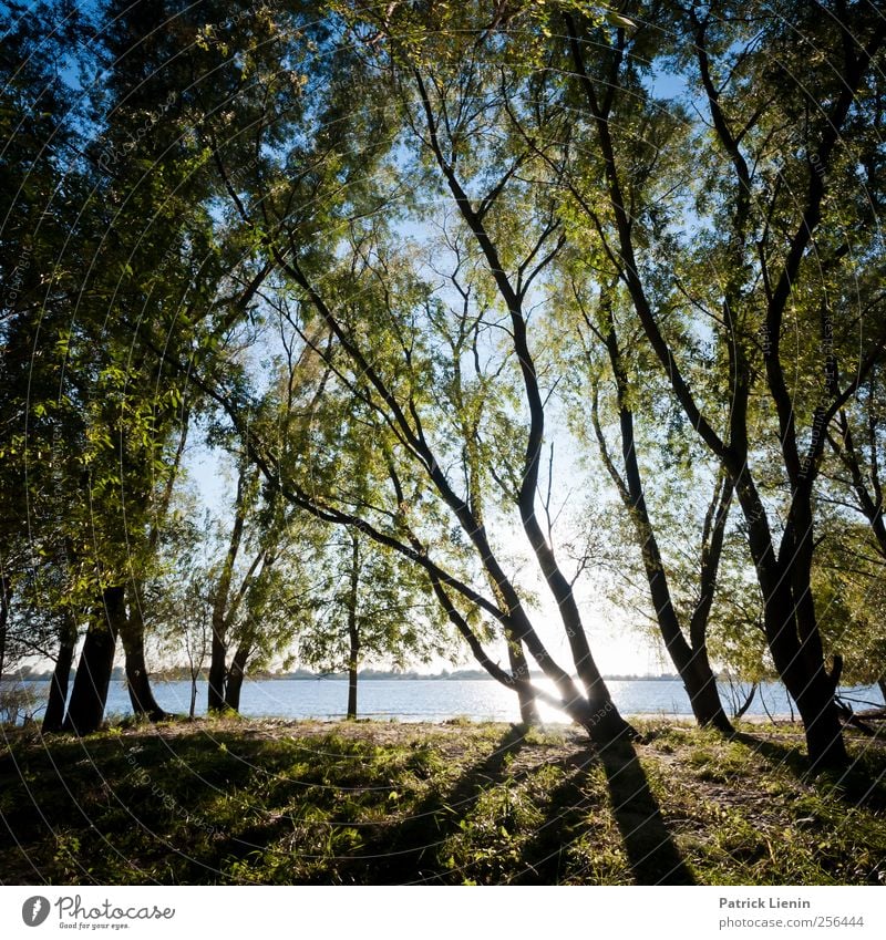 I can see the trees are dancing Umwelt Natur Landschaft Pflanze Urelemente Luft Himmel Sonne Stimmung Farbfoto Außenaufnahme Menschenleer Tag Licht Schatten