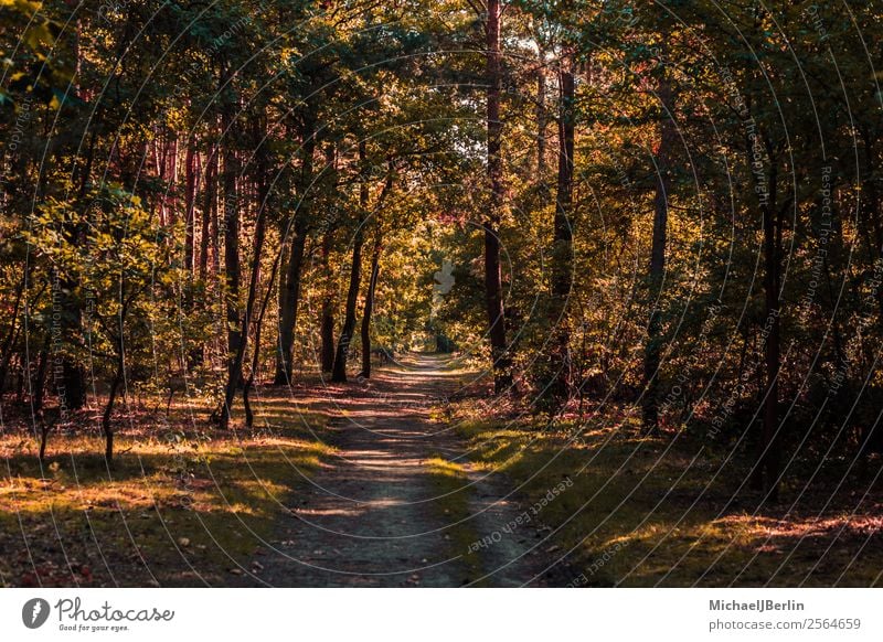 Waldweg in herbstlichem Wald Umwelt Natur Sonnenlicht Herbst Baum grün rot Wege & Pfade Bäume wandern Tiefe Verkehrswege vorwärts Farbfoto Außenaufnahme