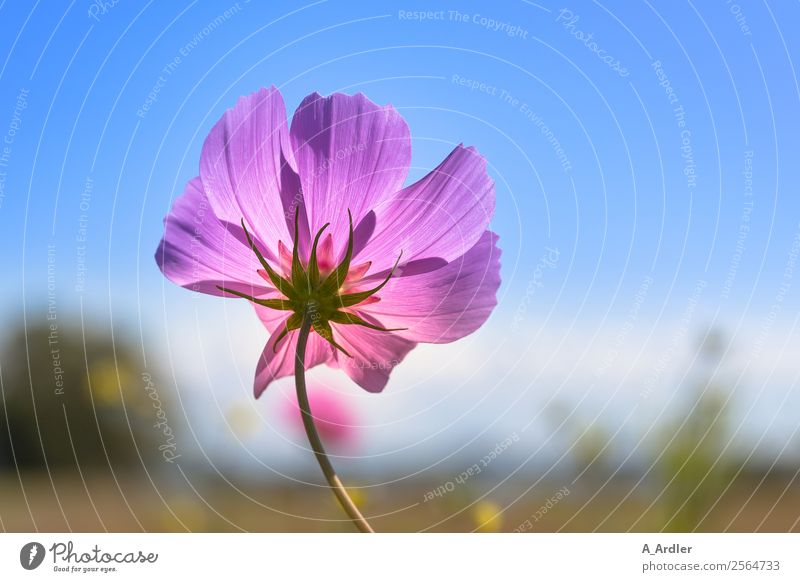 Kosmee Natur Landschaft Pflanze Himmel Wolkenloser Himmel Sommer Schönes Wetter Blume Gras Sträucher Blüte Schmuckkörbchen Wiese blau braun gelb grün rosa schön