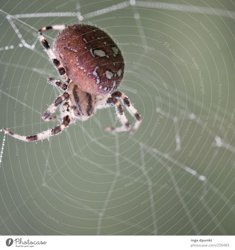 die Spinnen! Umwelt Natur Tier Herbst Garten Feld Wildtier Kreuzspinne 1 beobachten warten bedrohlich listig grau Willensstärke Macht Spinnennetz Leben Beute