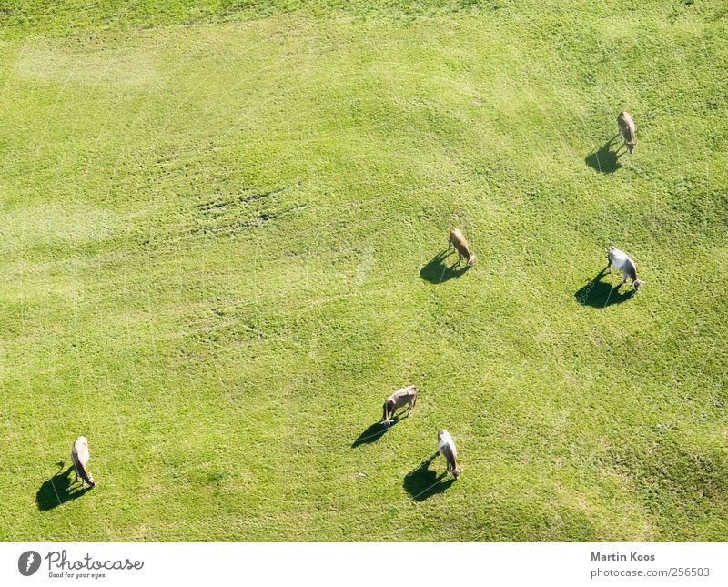 Fleischtheke Landwirtschaft Forstwirtschaft Natur Landschaft Gras Wiese Alpen Berge u. Gebirge Tier Haustier Nutztier Kuh Tiergruppe Tierfamilie natürlich