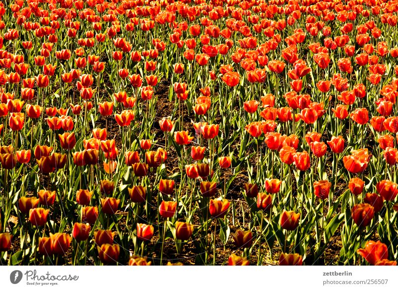 Tulpen Umwelt Natur Landschaft Pflanze Frühling Sommer Klima Wetter Schönes Wetter Blume Blatt Blüte Garten Park gut Tulpenfeld Frühlingsblumenbeet Blumenbeet