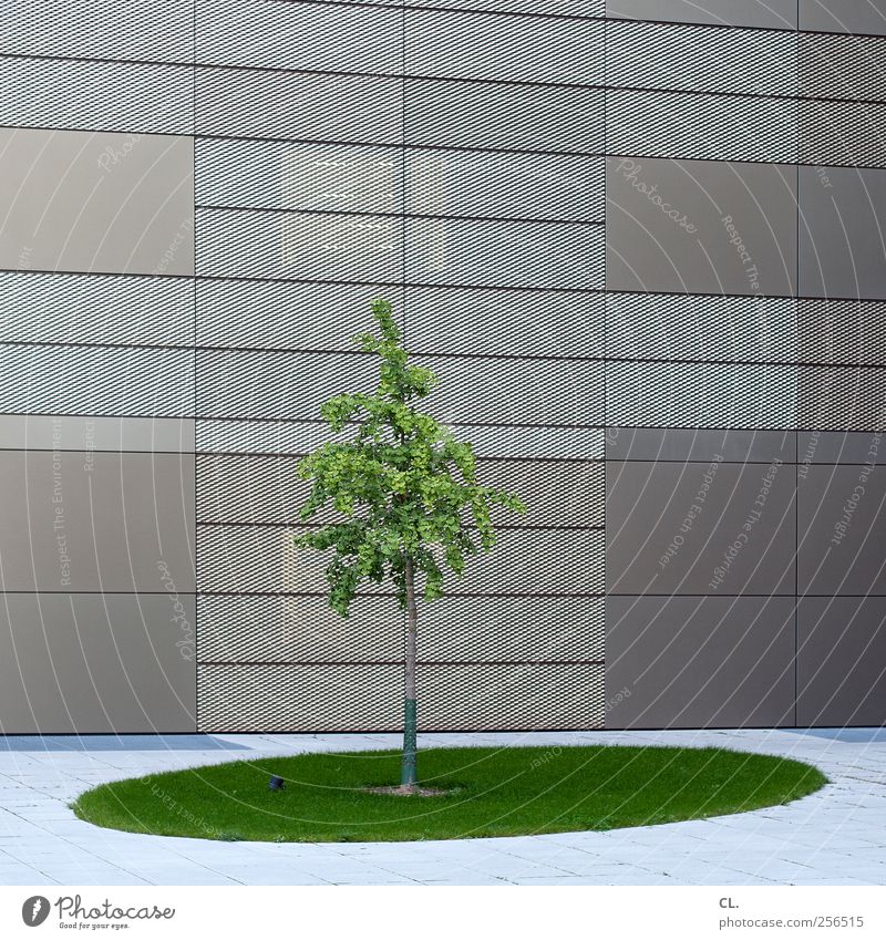 natur pur Natur Baum Gras Blatt Stadt Hochhaus Bankgebäude Industrieanlage Platz Gebäude Architektur Mauer Wand Fassade einfach grün Ordnungsliebe Reinlichkeit