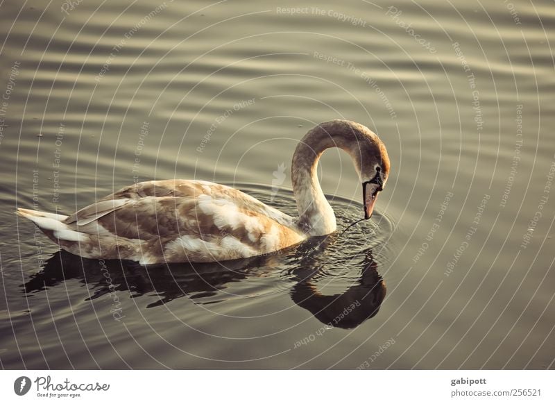 wer bist du denn? Natur Wasser Herbst Tier Wildtier Schwan Tierjunges beobachten schön braun ästhetisch Zufriedenheit Identität einzigartig Vergänglichkeit