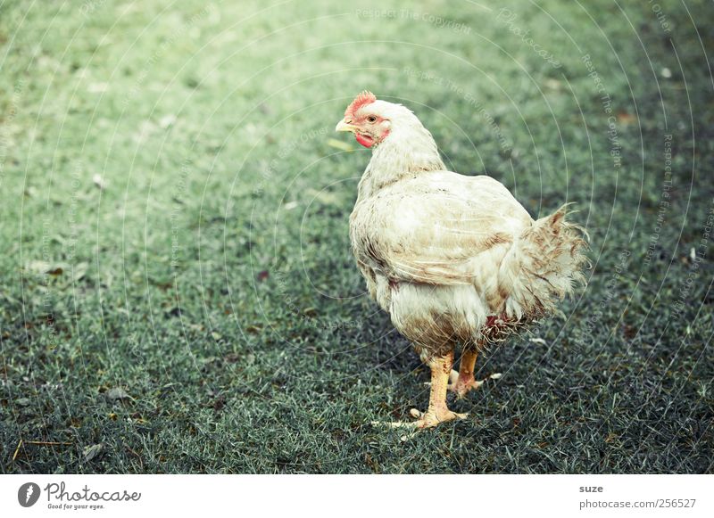 Broiler* Bioprodukte Gesunde Ernährung Landwirtschaft Forstwirtschaft Wiese Tier Nutztier 1 authentisch grün weiß Verantwortung Haushuhn Viehzucht Federvieh