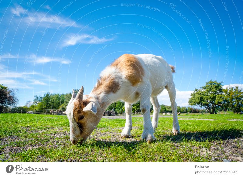 Ziege frisst im Frühjahr frisches grünes Gras auf einem Bauernhof. Essen schön Sommer Baby Natur Landschaft Tier Frühling Wiese Pelzmantel Haustier Fressen