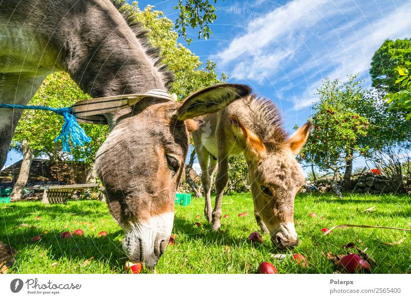 Esel essen rote Äpfel von einem Rasen. Frucht Apfel Glück Gesicht Sommer Natur Landschaft Tier Himmel Gras Wiese Pelzmantel Haustier Pferd Fressen lustig