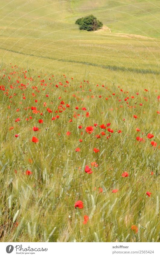 I dont like Mohndays IV Landschaft Pflanze Sommer Baum Blume Gras Blüte Grünpflanze Nutzpflanze Wiese Feld grün rot Mohnblüte Mohnfeld Ferne sanft einzeln