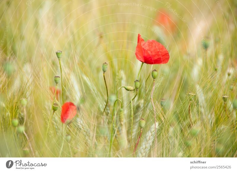 I dont like Mohndays VI Natur Pflanze Sommer Blume Nutzpflanze Feld grün rot Mohnblüte Mohnfeld Mohnkapsel Getreidefeld Feldfrüchte Weizen Weizenfeld Farbfleck