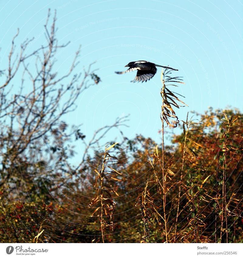 Elster im Schnellflug fliegen Vogelflug Wildvogel Freiheit Dynamik Flügel frei diebische Elster fliegende Elster fliegendes Vogel Geschwindigkeit Flug