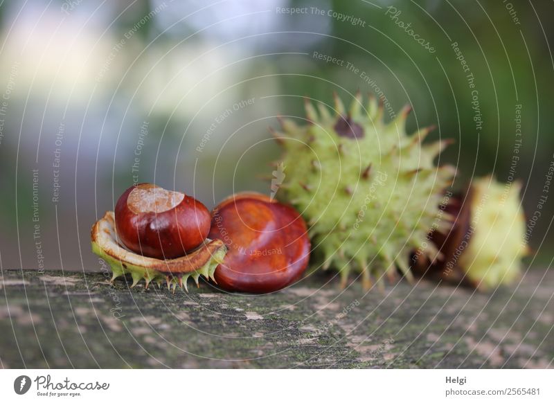 Kastanien Umwelt Natur Pflanze Herbst Schönes Wetter Hülle Park Holz liegen dehydrieren ästhetisch einzigartig natürlich braun grau grün Stimmung Leben