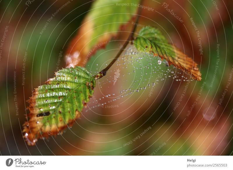 Altweibersommer Umwelt Natur Pflanze Wassertropfen Herbst Blatt Wildpflanze Zweig Park Spinnennetz glänzend hängen dehydrieren authentisch einzigartig kalt