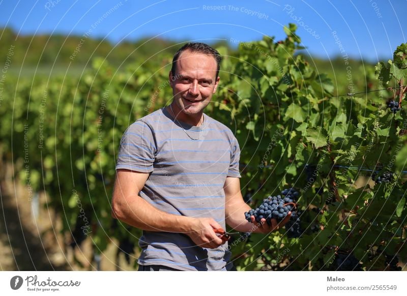 Ernte von Trauben Weintrauben Weinpresse Winzer Trauben stampfen Weinbau Weinlese Weinberg Arbeit & Erwerbstätigkeit Landwirtschaft Herbst Landschaft Frucht