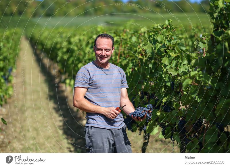 Ernte von Trauben Weintrauben Weinpresse Winzer Trauben stampfen Weinbau Weinlese Weinberg Arbeit & Erwerbstätigkeit Landwirtschaft Herbst Landschaft Frucht