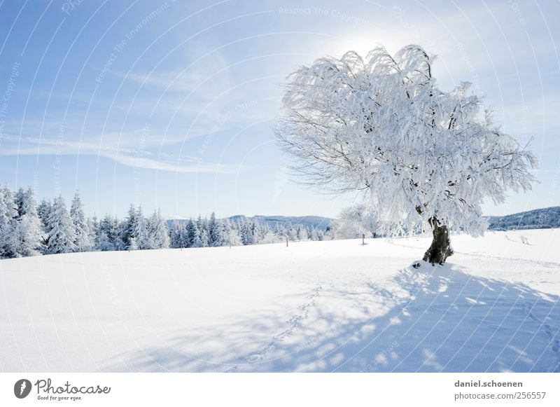 Eins habe ich noch !! Ferien & Urlaub & Reisen Winter Schnee Winterurlaub Umwelt Natur Landschaft Klima Schönes Wetter Eis Frost Baum hell blau weiß Schwarzwald