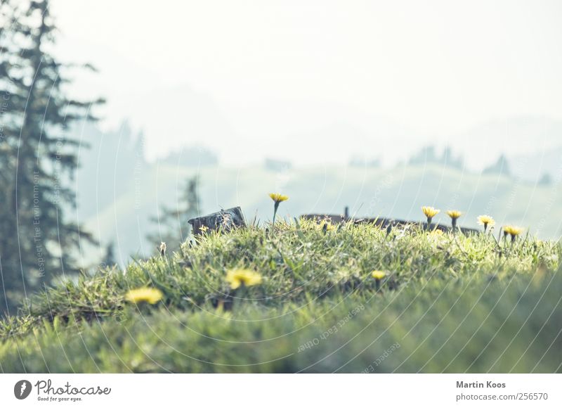 Von den blauen Bergen Natur Landschaft Pflanze Baum Blume Gras Wiese Hügel Berge u. Gebirge Blühend Fröhlichkeit frisch hell klein niedlich schön gelb Farbfoto