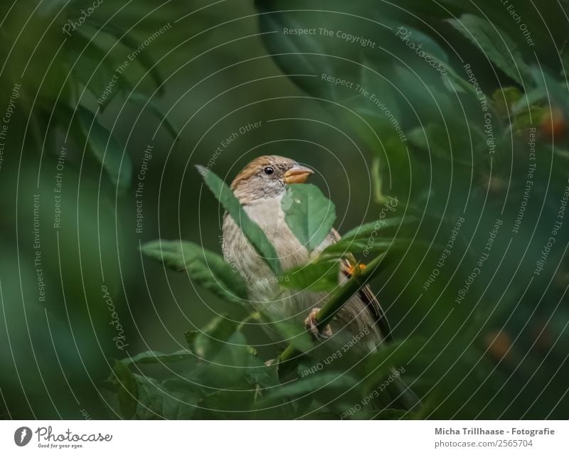 Sperling im Laub Natur Tier Sonnenlicht Schönes Wetter Pflanze Baum Sträucher Blatt Wildtier Vogel Tiergesicht Flügel Krallen Spatz Sperlingsvögel Schnabel